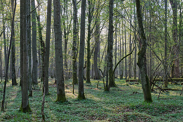 Image showing Deciduous forest in springtime sunrise