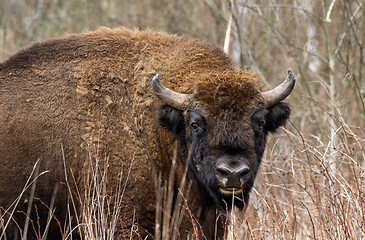 Image showing European bison(Bison bonasus) male head