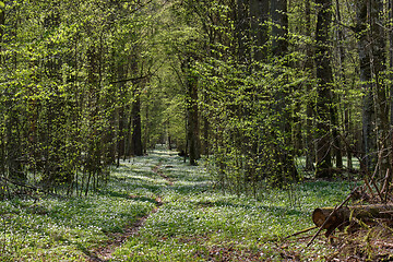 Image showing Narrow path through early spring forest