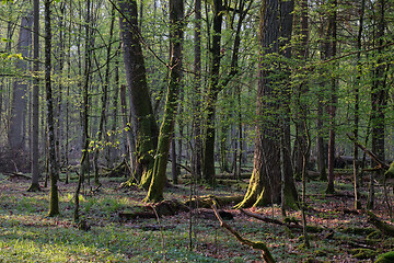 Image showing Deciduous forest in springtime sunrise