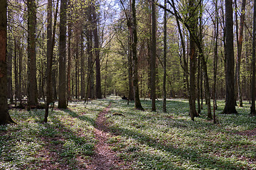 Image showing Narrow path through early spring forest