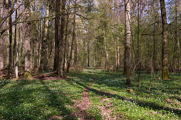 Image showing Narrow path through early spring forest