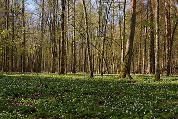 Image showing Early spring forest with flowering anemone