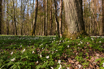 Image showing Early spring forest with flowering anemone