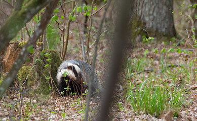 Image showing Badger(Meles meles) next to stump