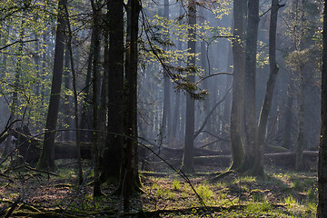 Image showing Deciduous forest in springtime sunrise