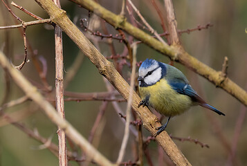 Image showing  Eurasian blue tit (Cyanistes caeruleus) on branch