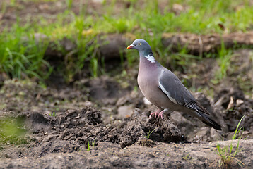 Image showing Common Wood Pigeon (Columba palumbus) in ground