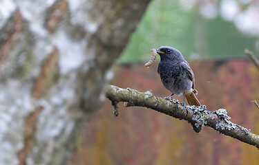 Image showing Black Redstart (Phoenicurus ochruros) with prey