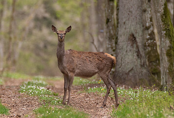 Image showing  Red deer (Cervus elaphus) female in spring