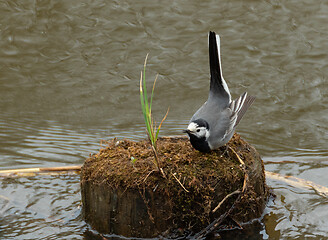 Image showing White wagtail (Motacilla alba) in spring