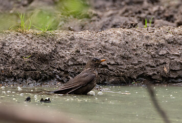 Image showing Common Blackbird (Turdus merula) female in bath