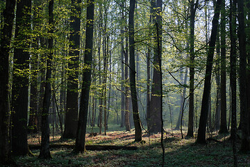Image showing Deciduous forest in springtime sunrise