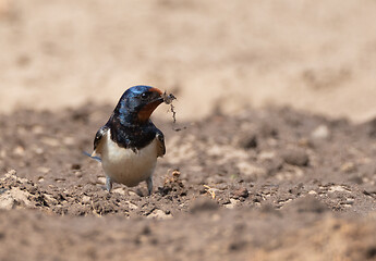 Image showing Barn swallow (Hirundo rustica) on ground