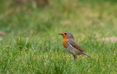 Image showing European robin (Erithacus rubecula) in grass