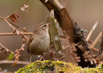 Image showing Eurasian wren (Troglodytes troglodytes) close up in spring