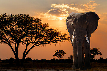 Image showing Africa sunset over acacia tree and elephant