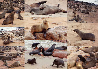 Image showing Collection of of Brown fur seal - sea lions Africa