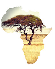 Image showing Map of africa continent concept with acacia