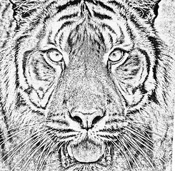 Image showing Sumatran Tiger, Panthera tigris sumatrae