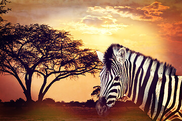 Image showing Zebra portrait on african sunset with acacia background. Africa safari Wildlife concept