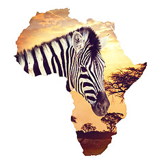 Image showing Zebra portrait on african sunset with acacia background. Map, continent of africa. Wildlife and wilderness Map of africa concept