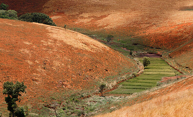 Image showing Road through Madagascar highland countryside landscape.