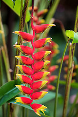 Image showing Heliconia rostrata flower, Nosy Be, Madagascar