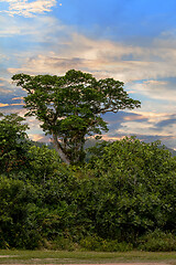 Image showing Landscape of Masoala National Park, Madagascar