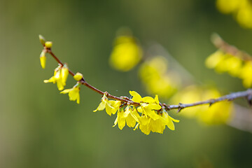 Image showing Blooming forthysia tree in spring