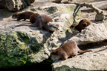 Image showing European otter family (Lutra lutra)