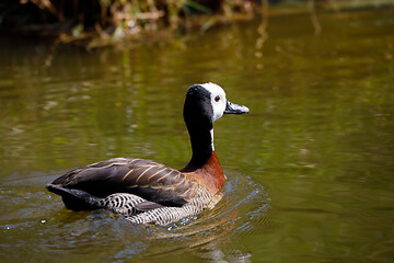 Image showing White-faced whistling duck