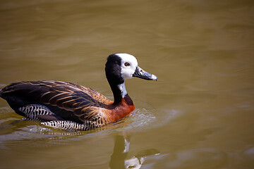 Image showing White-faced whistling duck