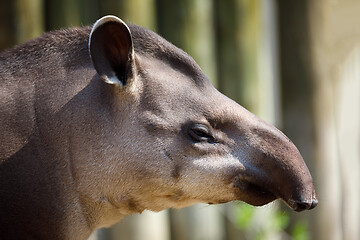 Image showing South American tapir (Tapirus terrestris)