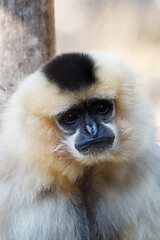 Image showing primatte Yellow-cheeked gibbon (Nomascus gabriellae)