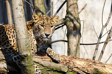 Image showing cejlon Sri Lankan leopard, (Panthera pardus kotiya)