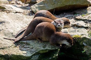 Image showing European otter family (Lutra lutra)