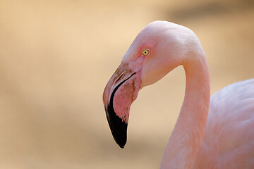 Image showing Rose flamingo (Phoenicopterus roseus)