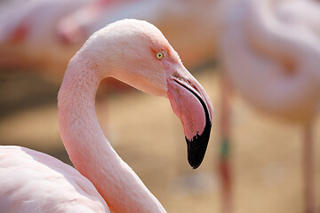 Image showing Rose flamingo (Phoenicopterus roseus)