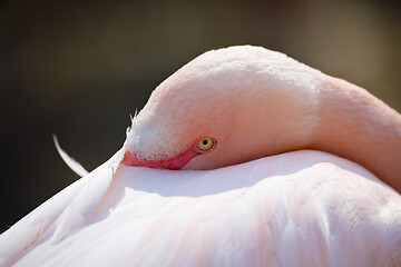 Image showing resting Rose flamingo (Phoenicopterus roseus)
