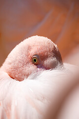 Image showing resting Rose flamingo (Phoenicopterus roseus)