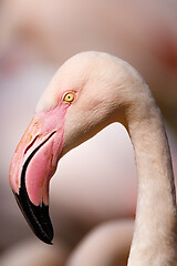 Image showing Rose flamingo (Phoenicopterus roseus)