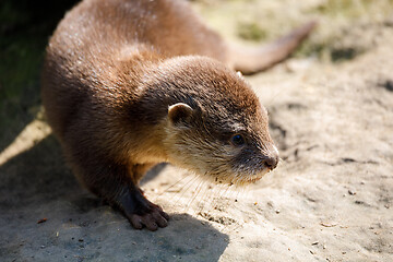 Image showing baby of European otter (Lutra lutra)