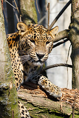 Image showing cejlon Sri Lankan leopard, (Panthera pardus kotiya)