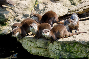 Image showing European otter family (Lutra lutra)