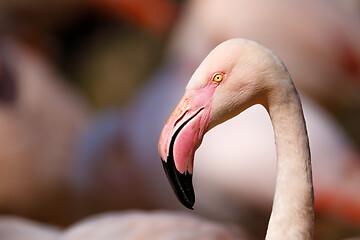 Image showing Rose flamingo (Phoenicopterus roseus)