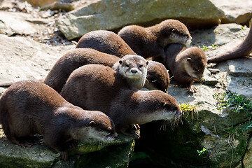 Image showing European otter family (Lutra lutra)