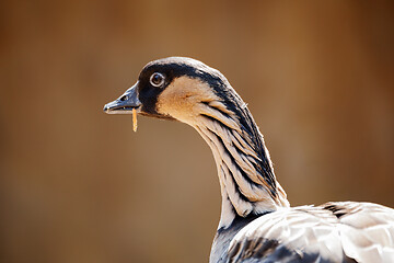 Image showing Hawaiian goose (Branta sandvicensis)