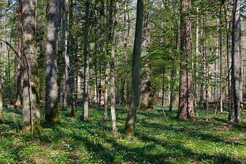 Image showing Hornbeam tree deciduous forest in spring