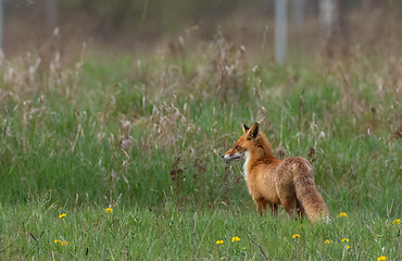 Image showing Red fox (Vulpes vulpes) watching